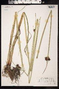 Schoenoplectus lacustris image