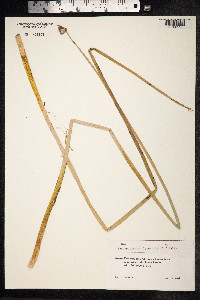 Schoenoplectus lacustris image