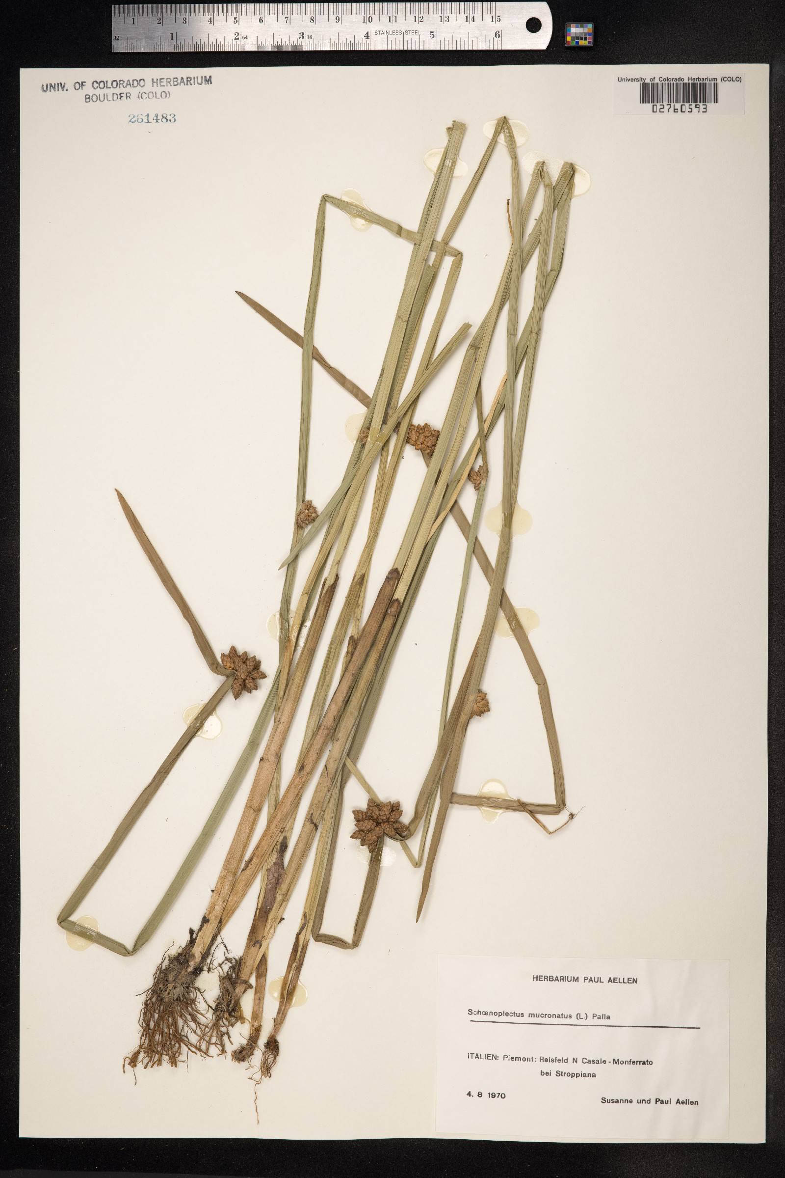 Schoenoplectus mucronatus image