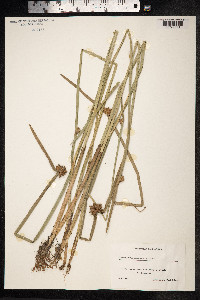Schoenoplectus mucronatus image