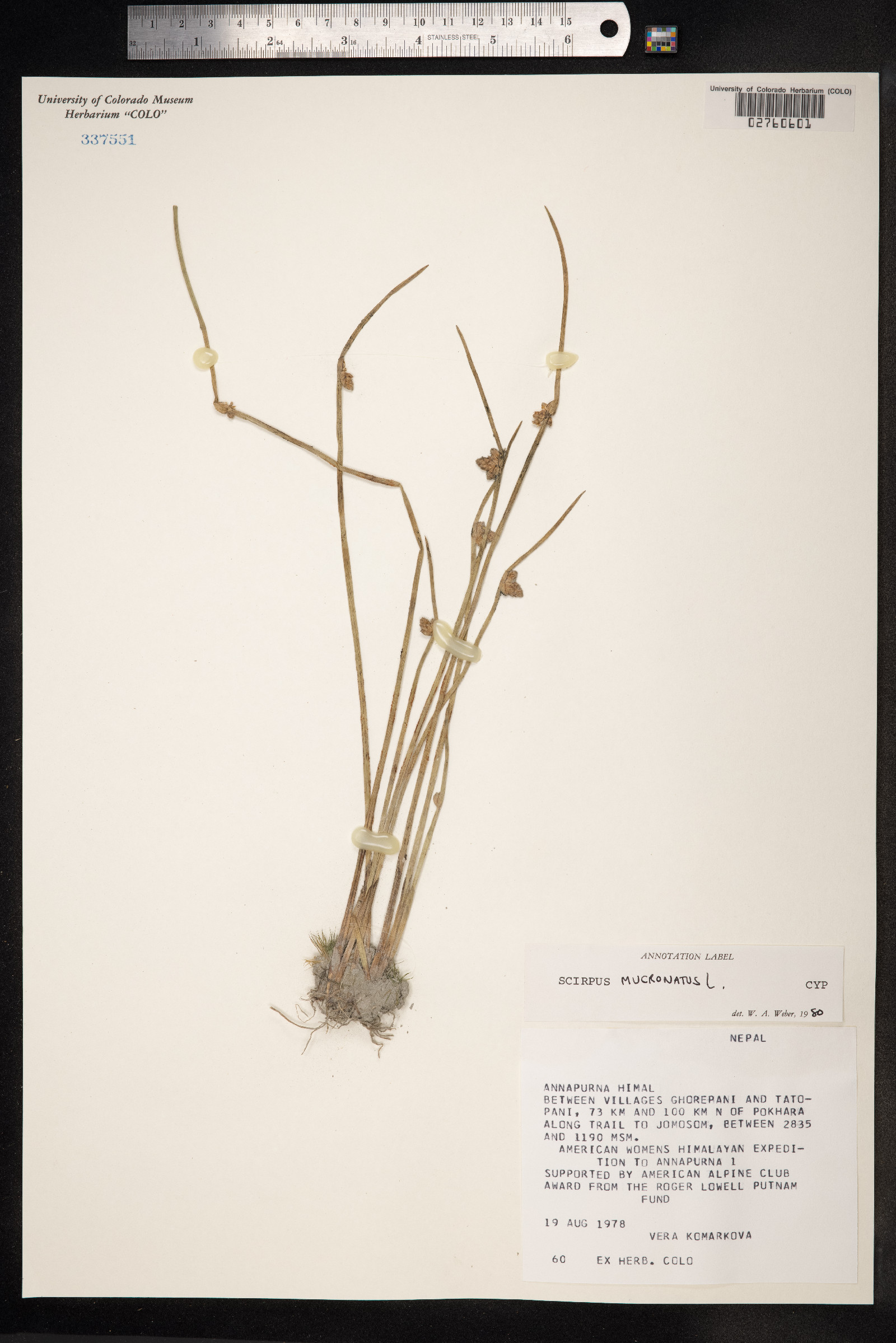 Schoenoplectus mucronatus image