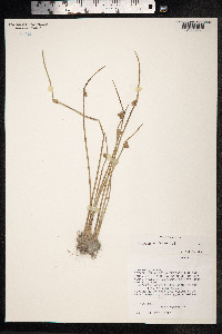 Schoenoplectus mucronatus image