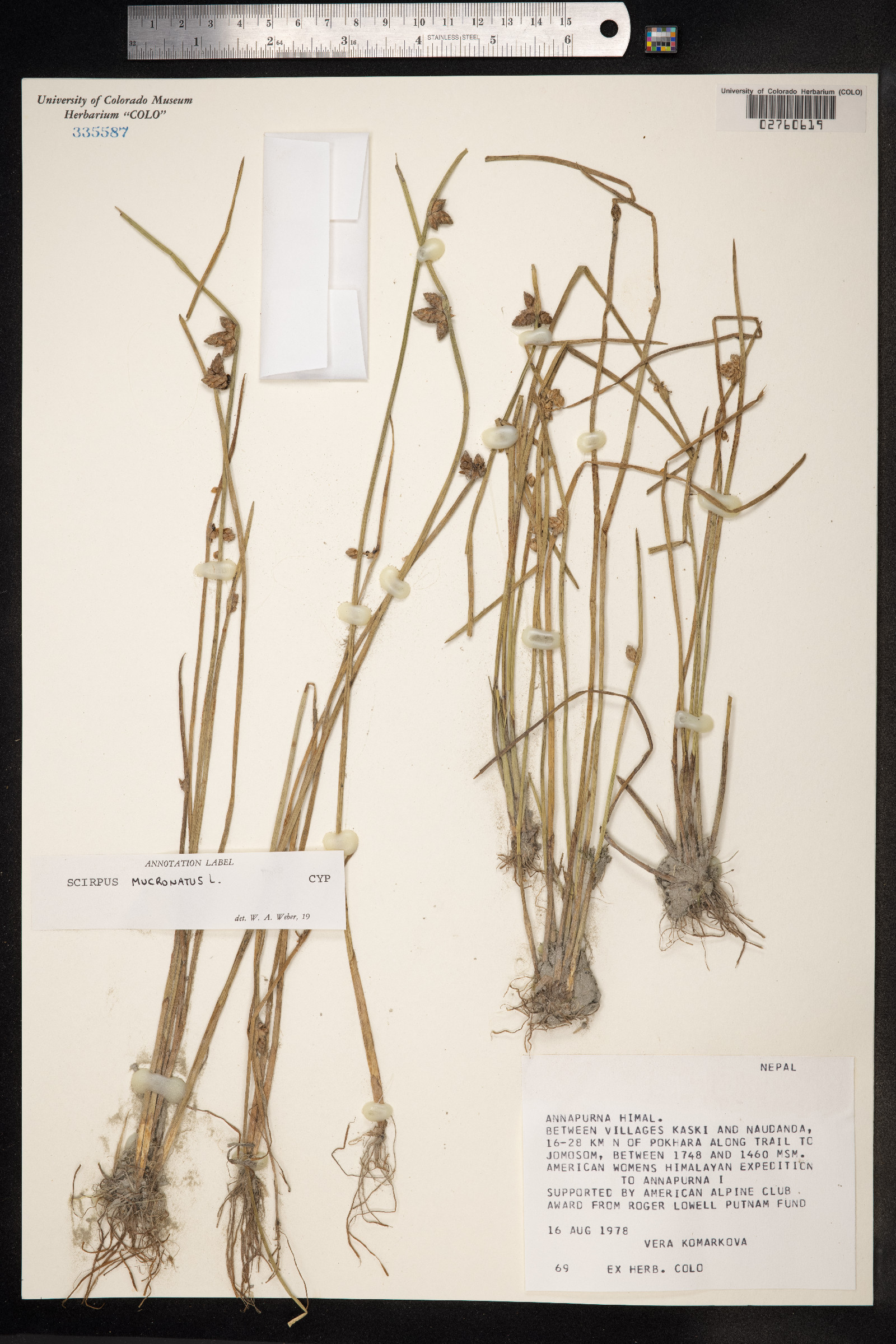 Schoenoplectus mucronatus image