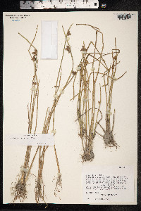 Schoenoplectus mucronatus image