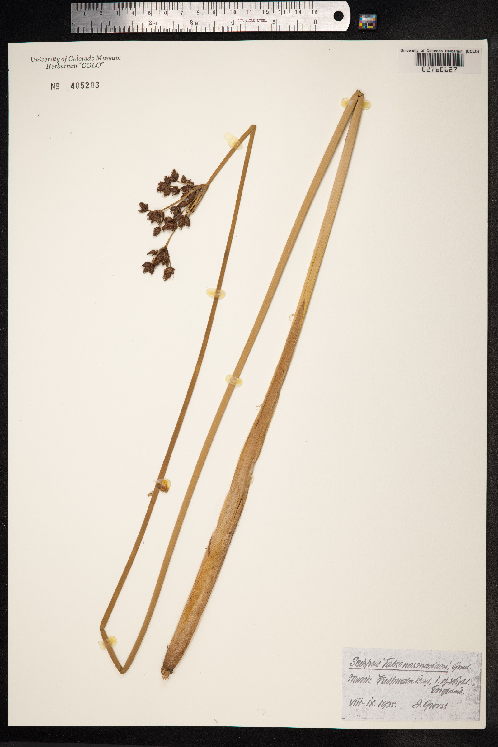 Schoenoplectus tabernaemontani image