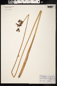 Schoenoplectus tabernaemontani image