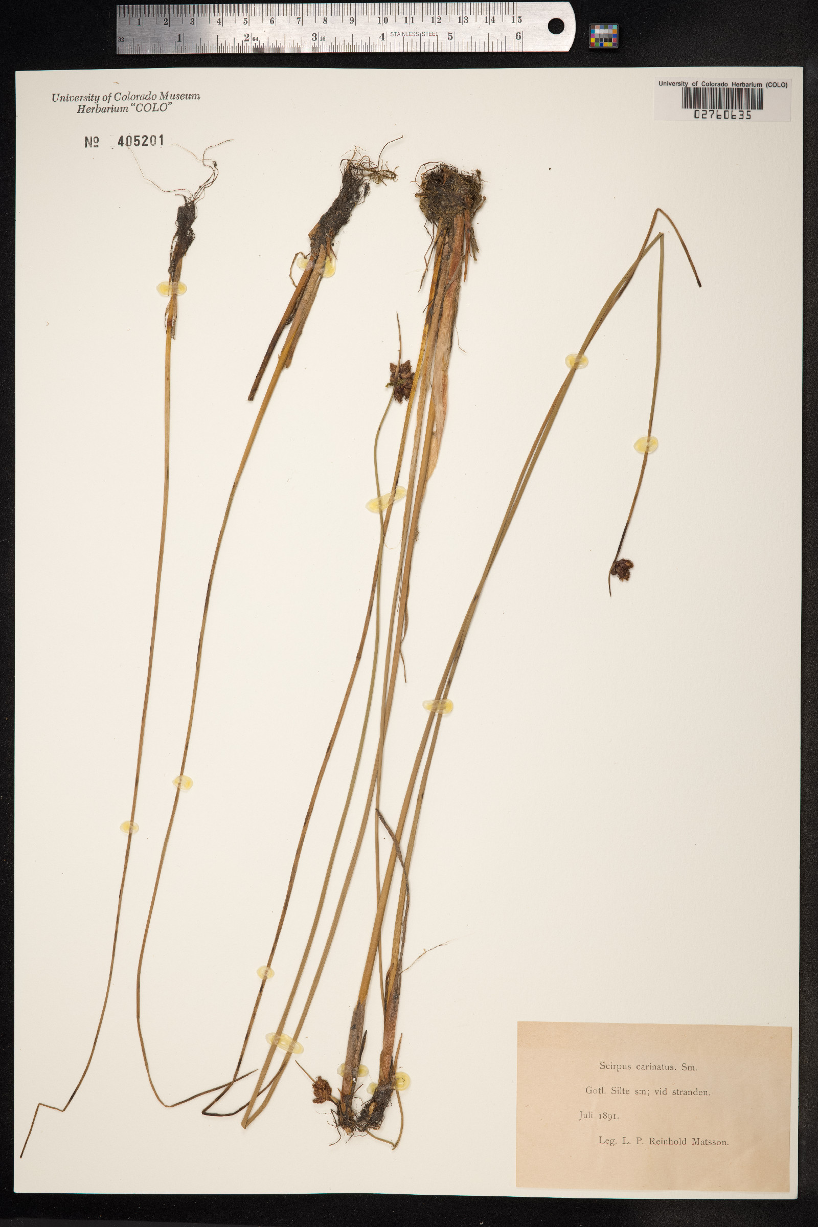 Schoenoplectus tabernaemontani image