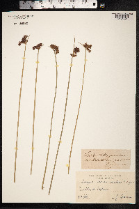 Schoenoplectus tabernaemontani image