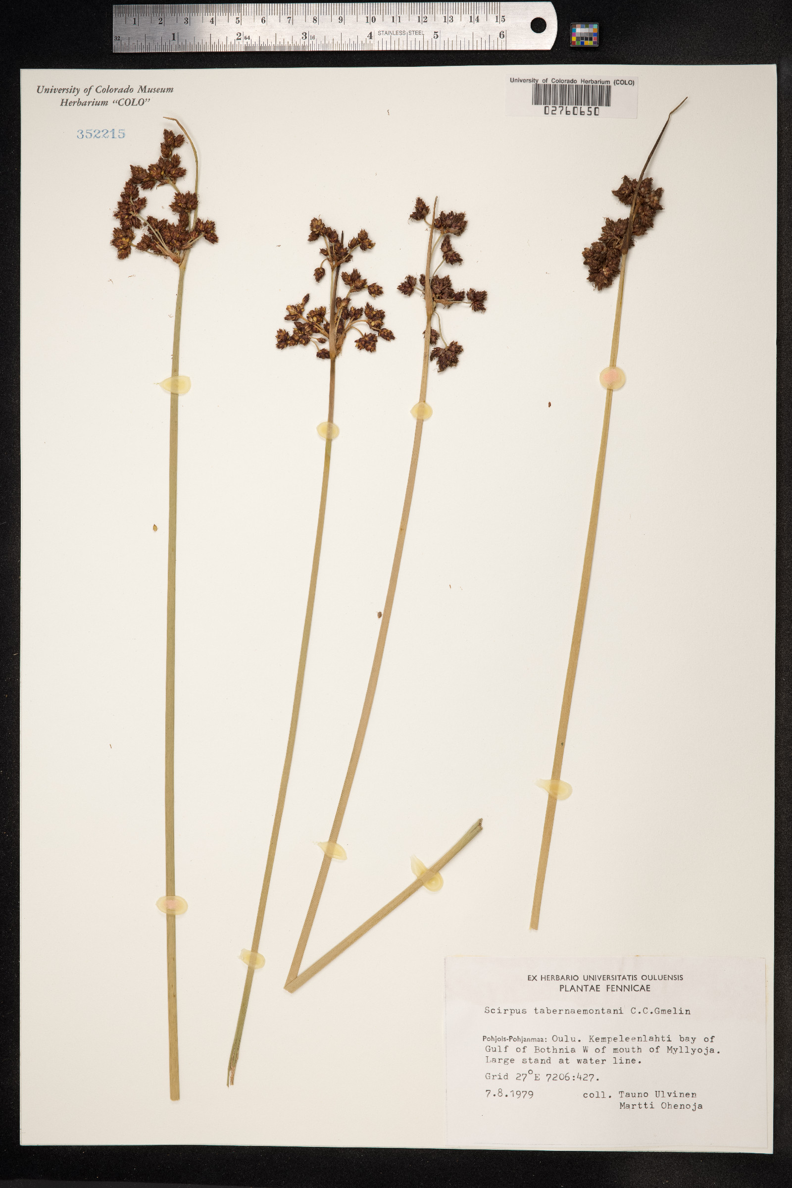 Schoenoplectus tabernaemontani image