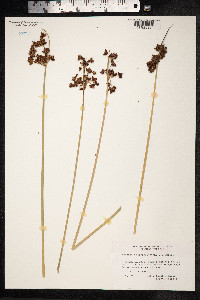 Schoenoplectus tabernaemontani image