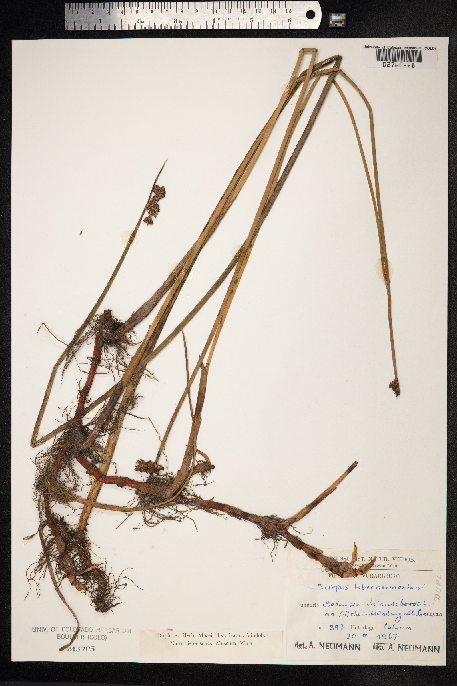 Schoenoplectus tabernaemontani image