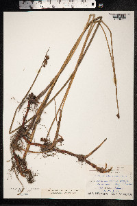 Schoenoplectus tabernaemontani image