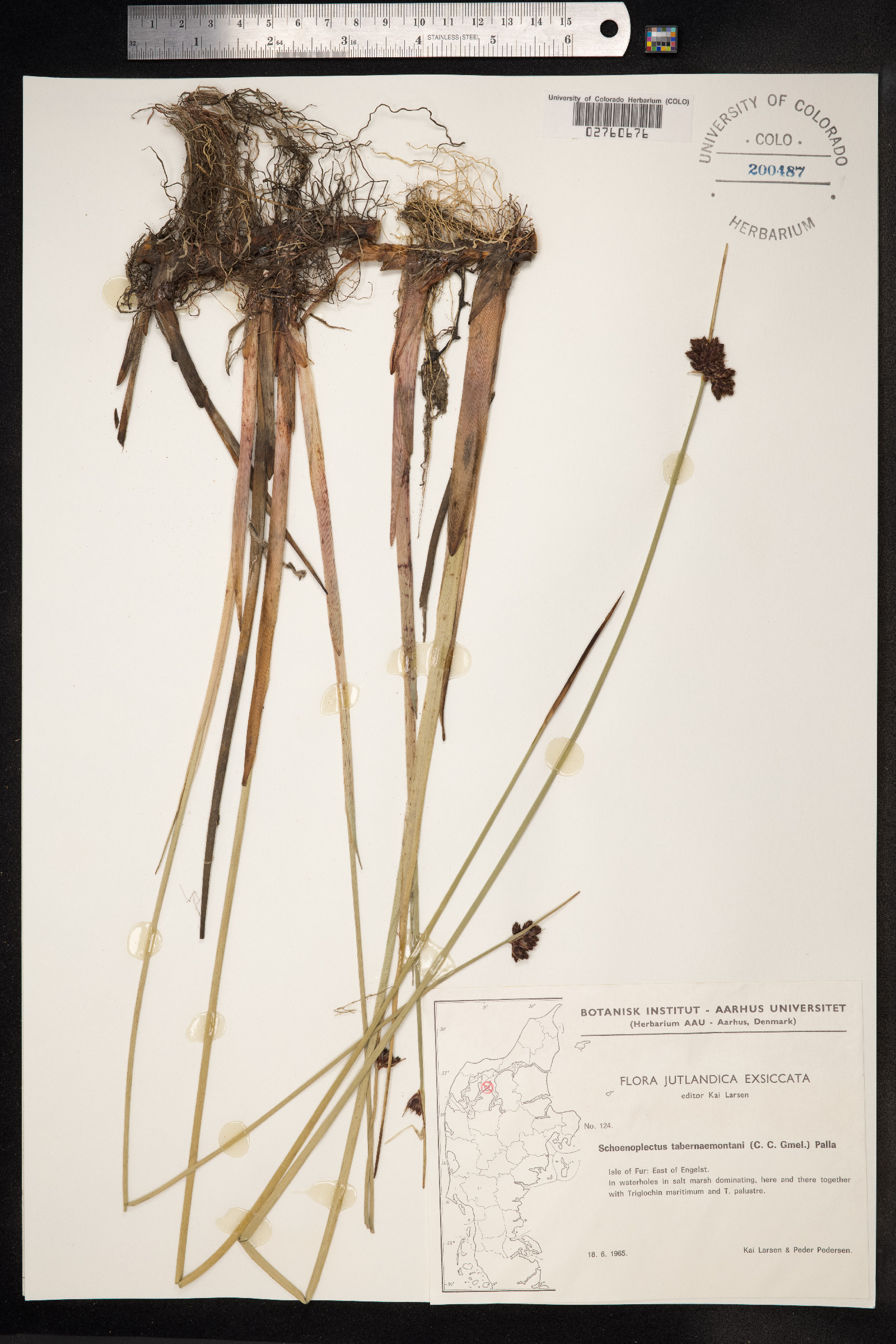 Schoenoplectus tabernaemontani image