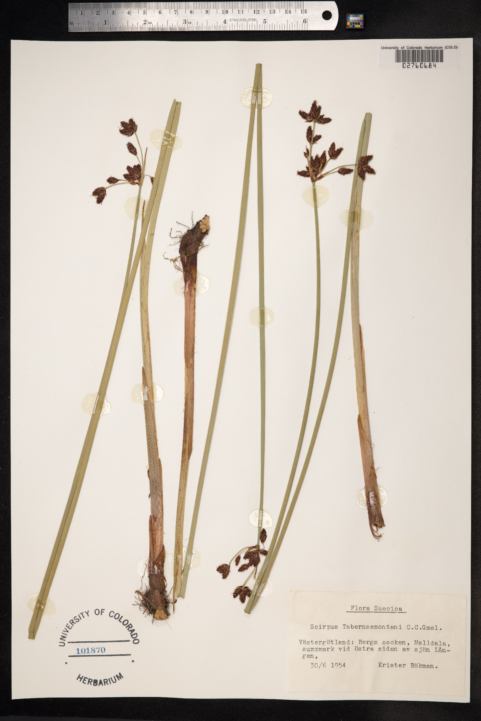 Schoenoplectus tabernaemontani image