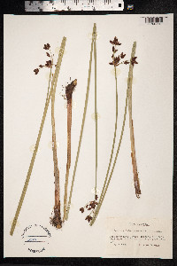 Schoenoplectus tabernaemontani image