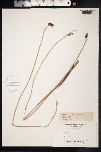 Schoenoplectus tabernaemontani image