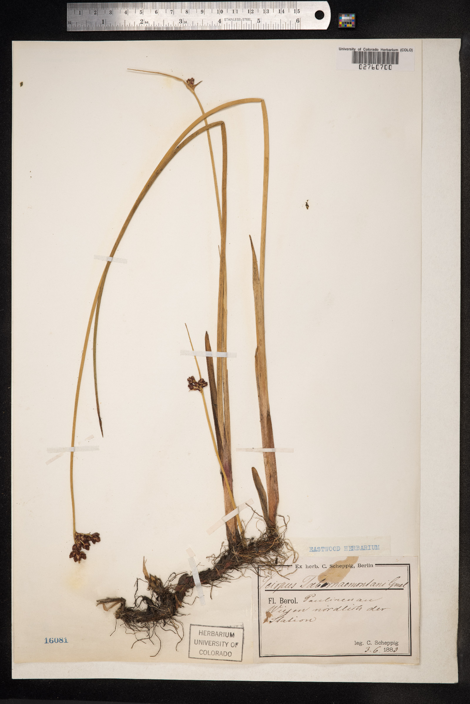 Schoenoplectus tabernaemontani image