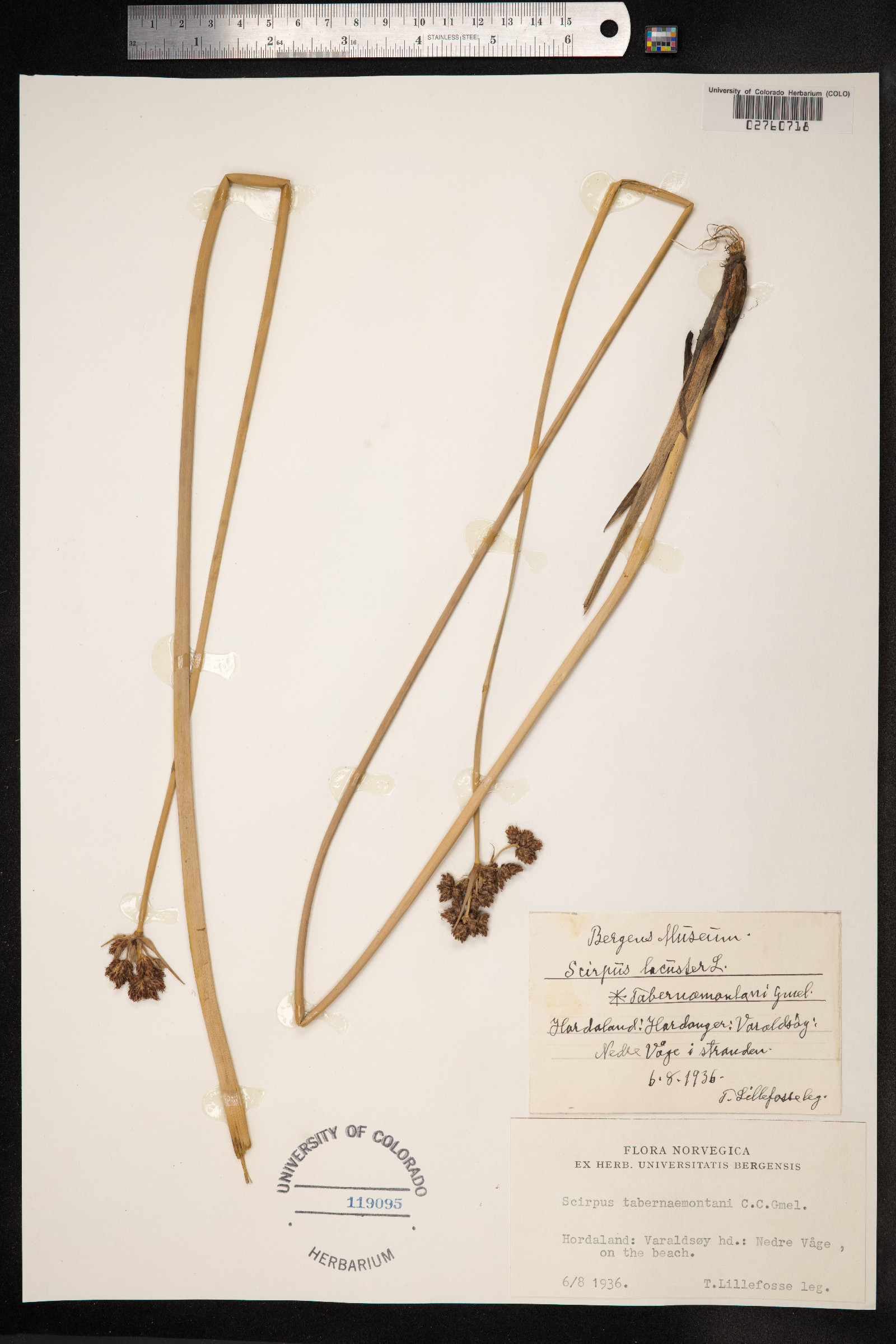 Schoenoplectus tabernaemontani image