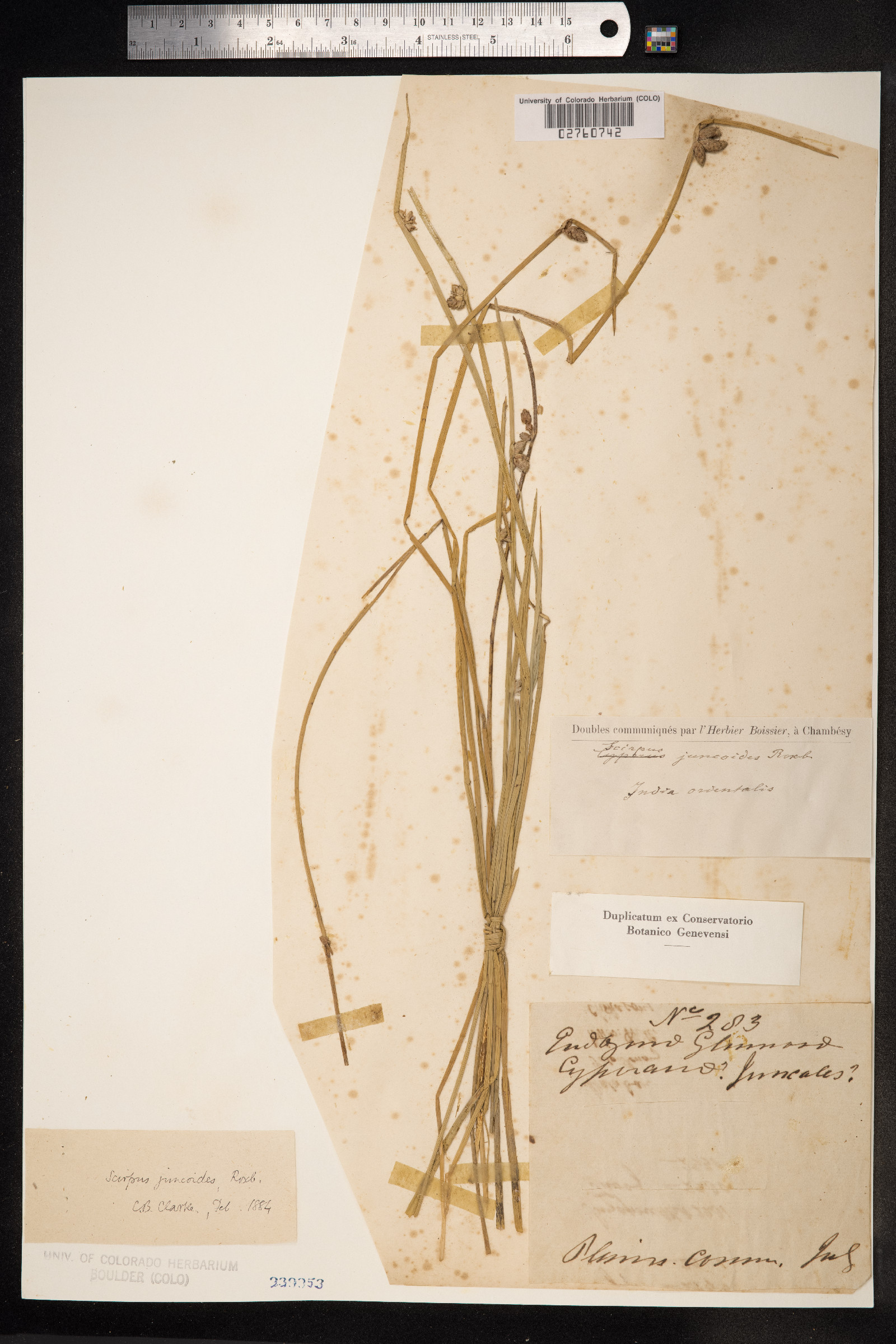 Schoenoplectus juncoides image