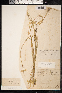 Image of Schoenoplectus juncoides