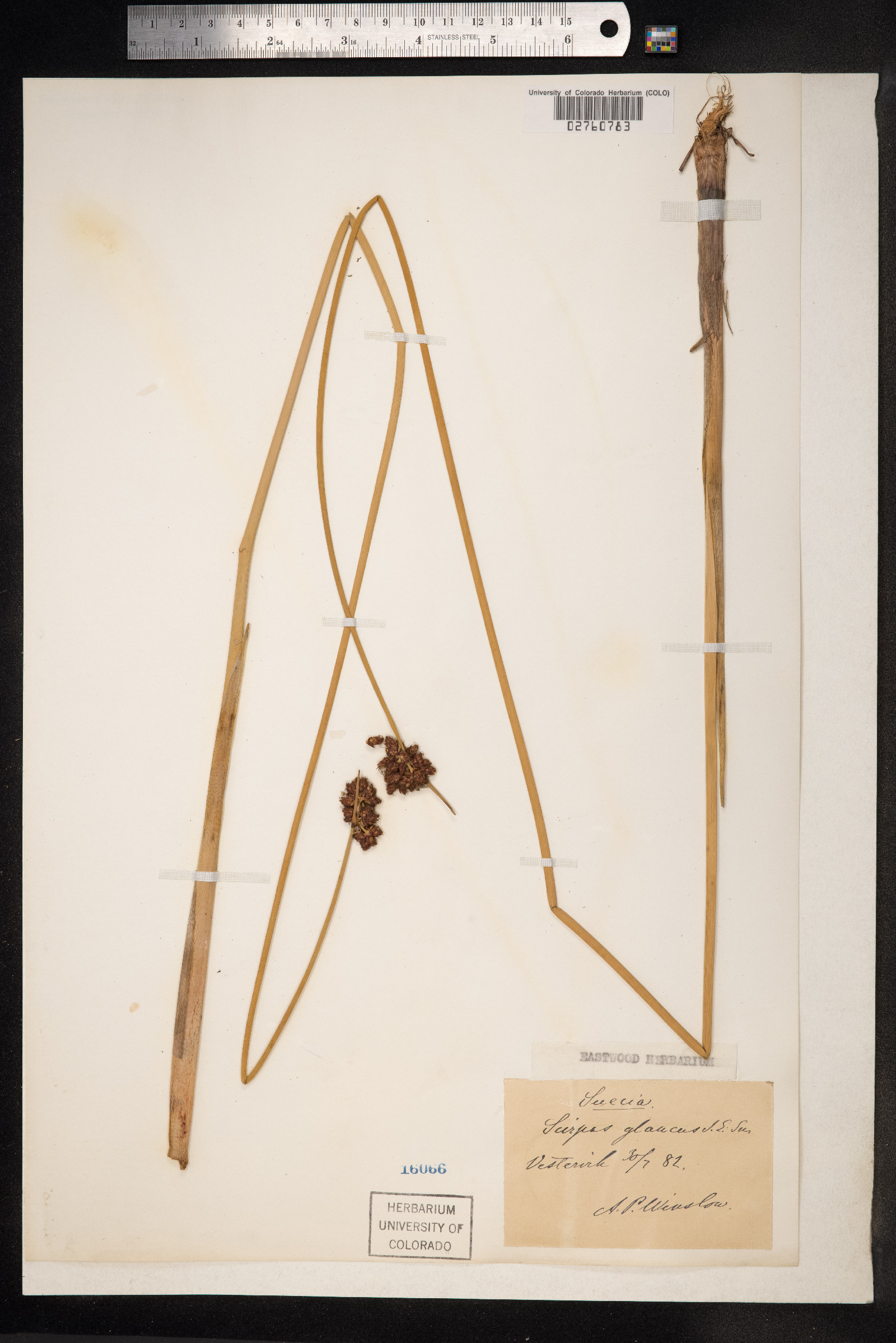 Bolboschoenus glaucus image