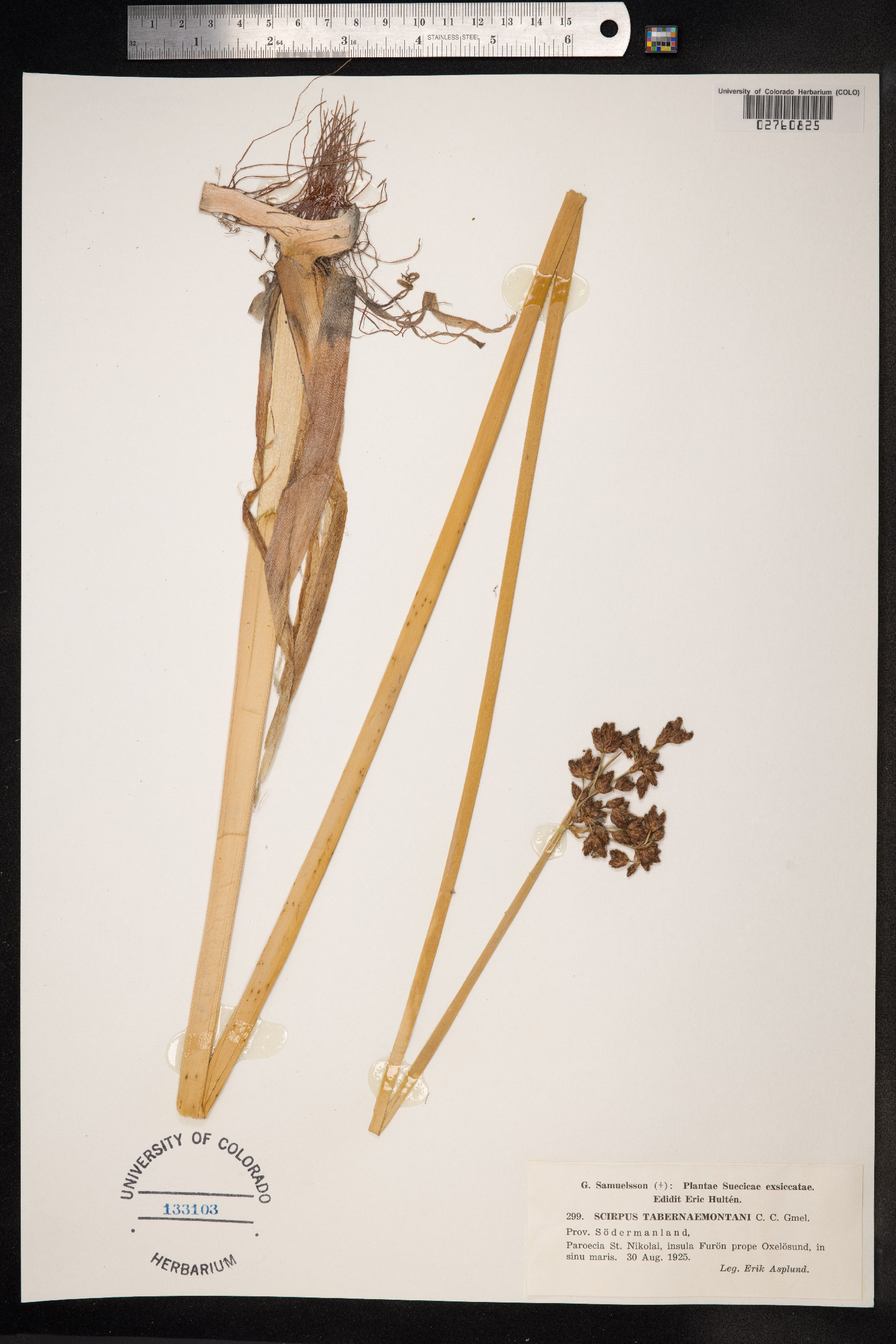 Schoenoplectus tabernaemontani image