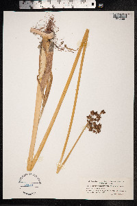 Schoenoplectus tabernaemontani image