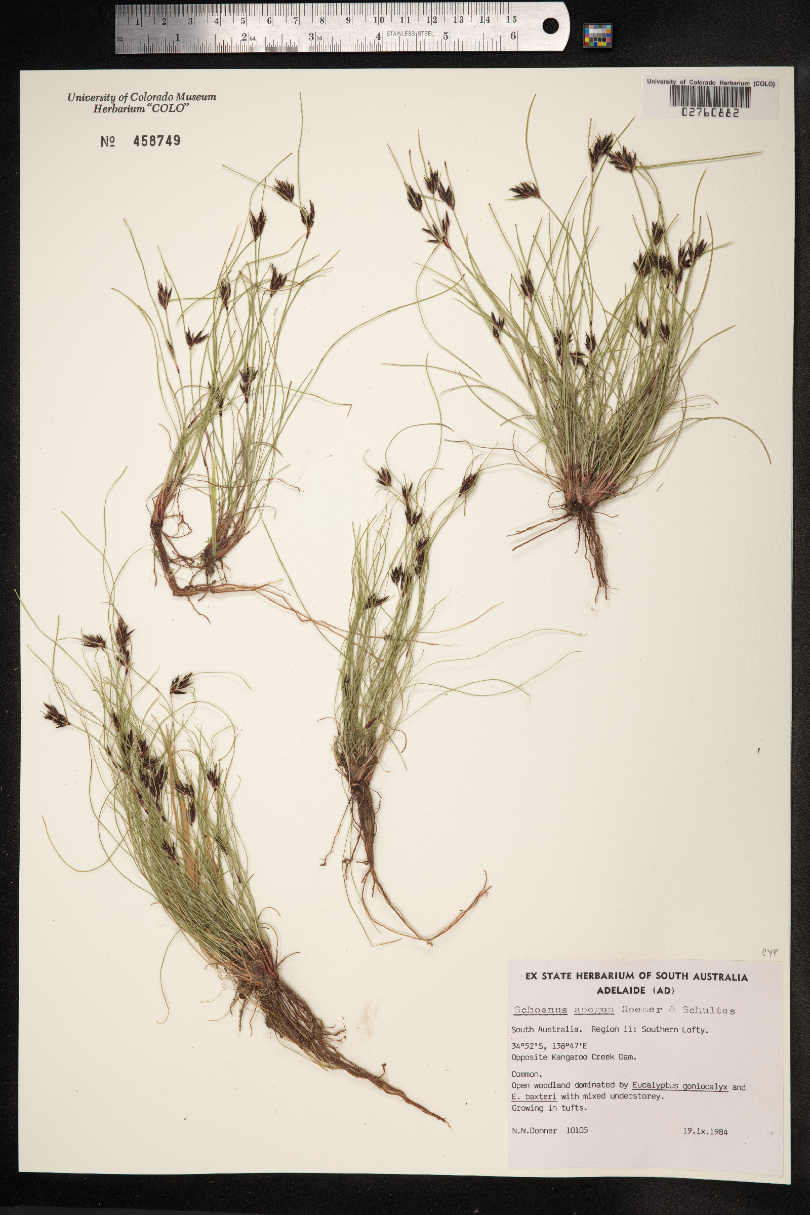 Schoenus apogon image