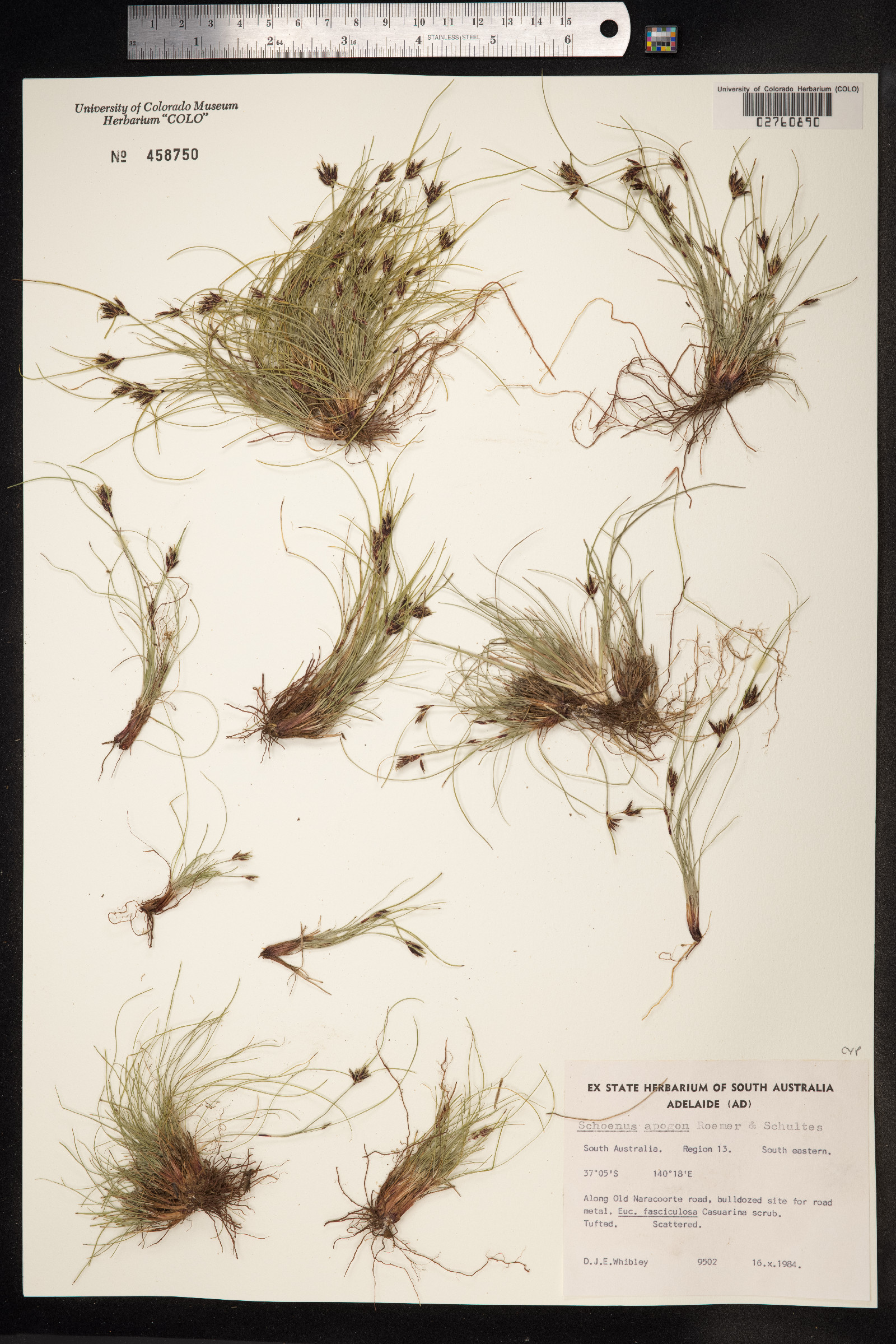 Schoenus apogon image