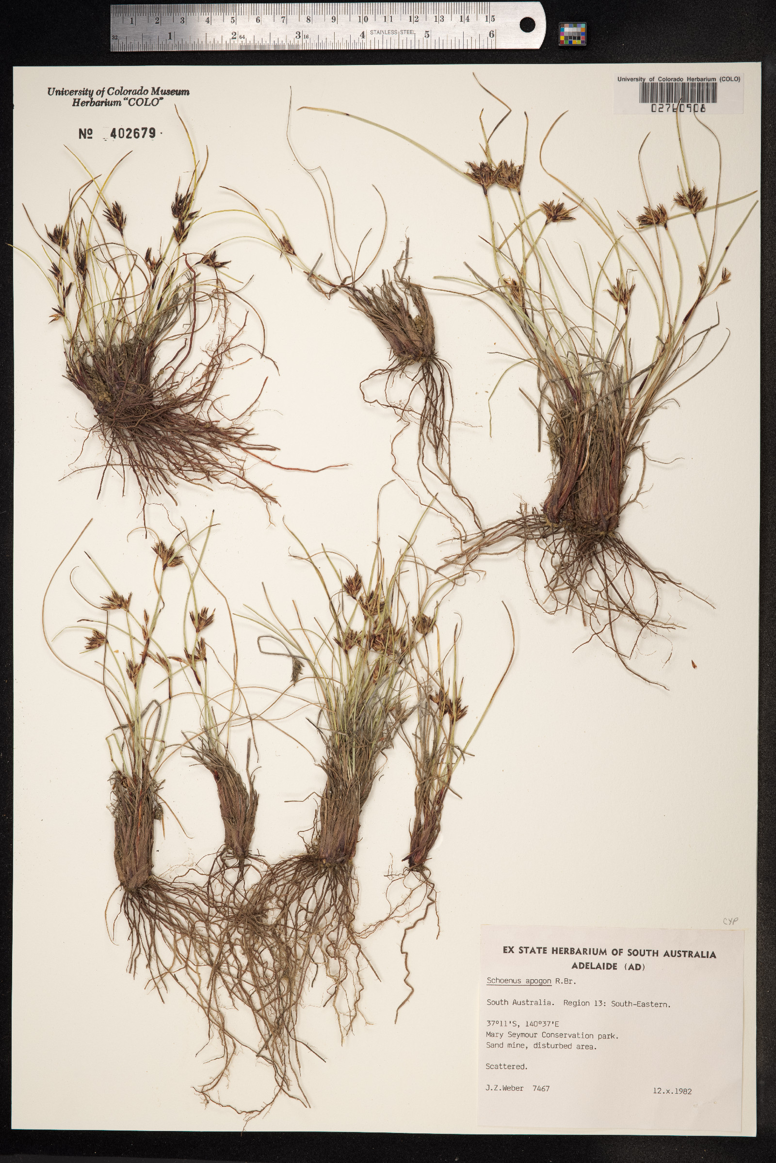 Schoenus apogon image