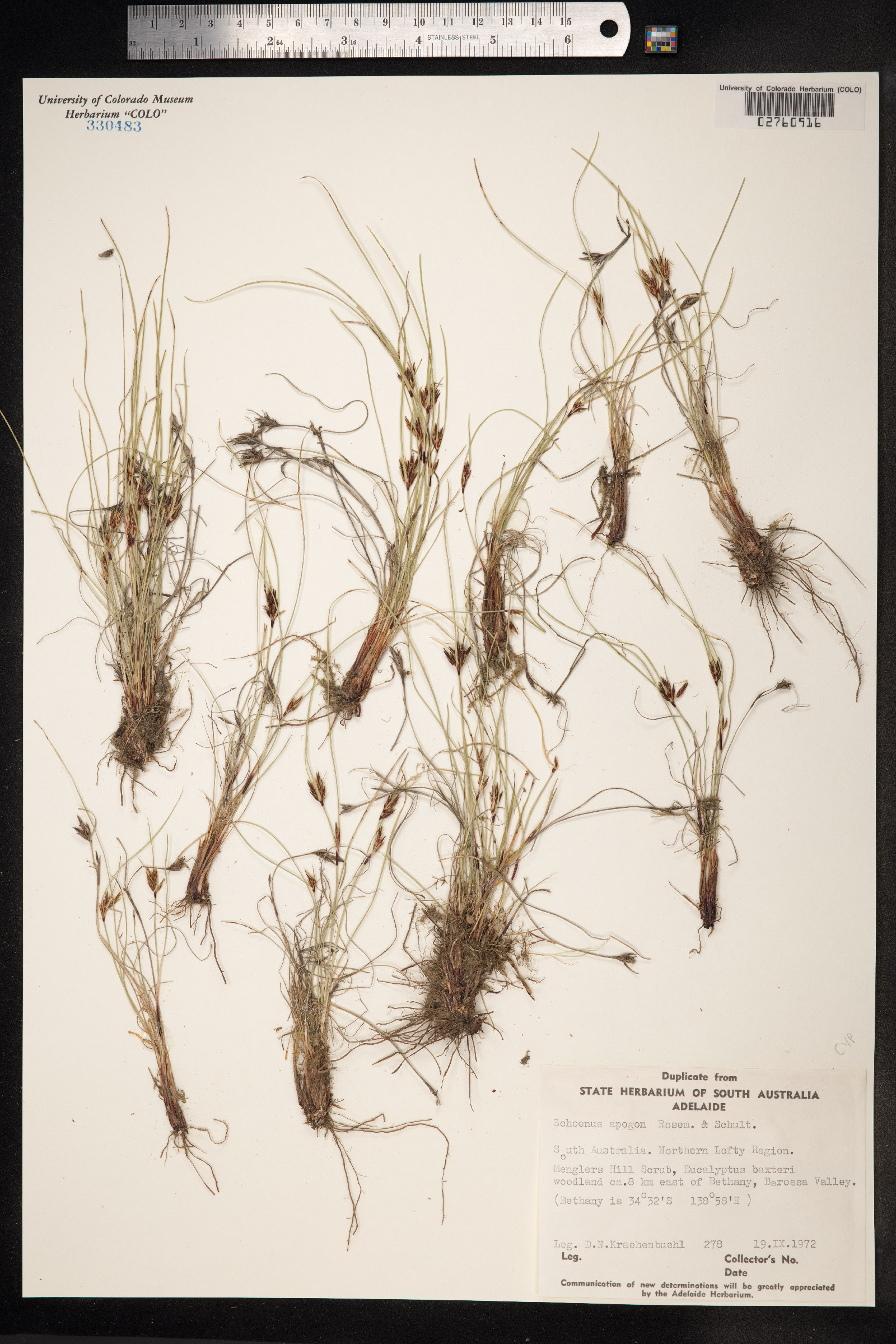 Schoenus apogon image