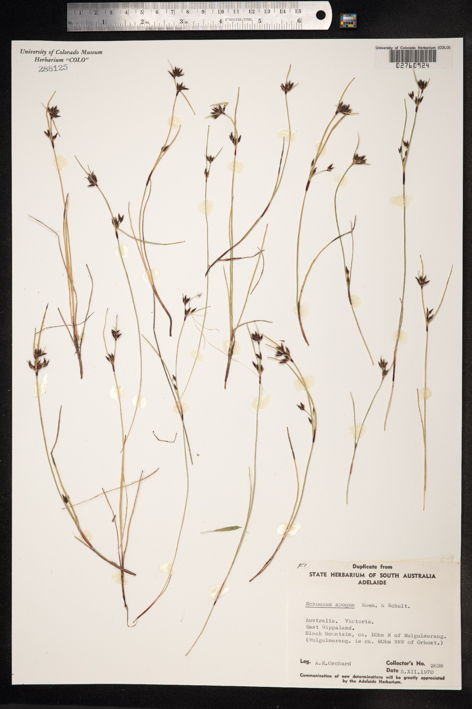 Schoenus apogon image