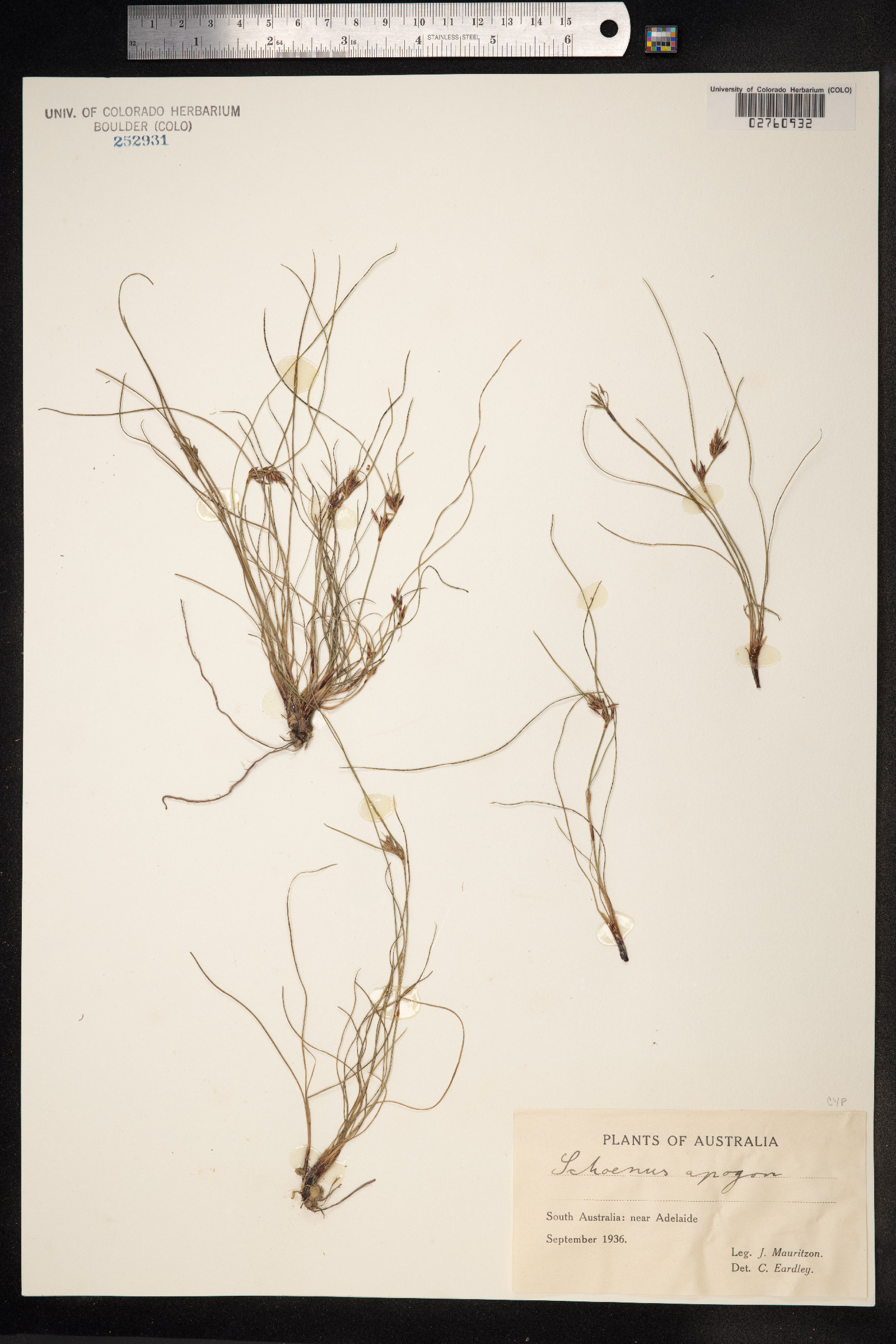 Schoenus apogon image