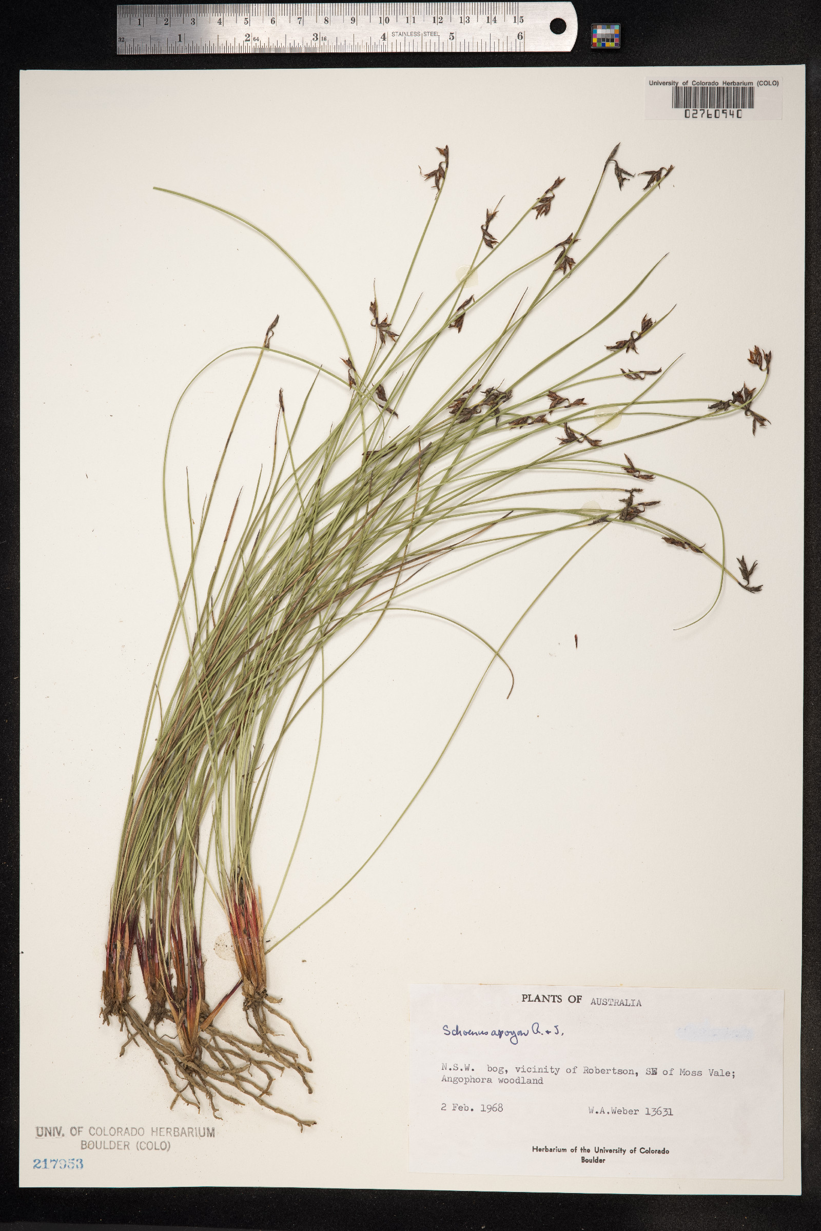 Schoenus apogon image