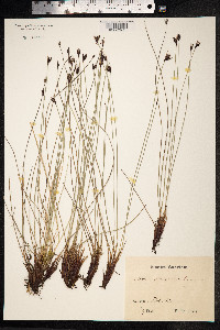 Schoenus ferrugineus image