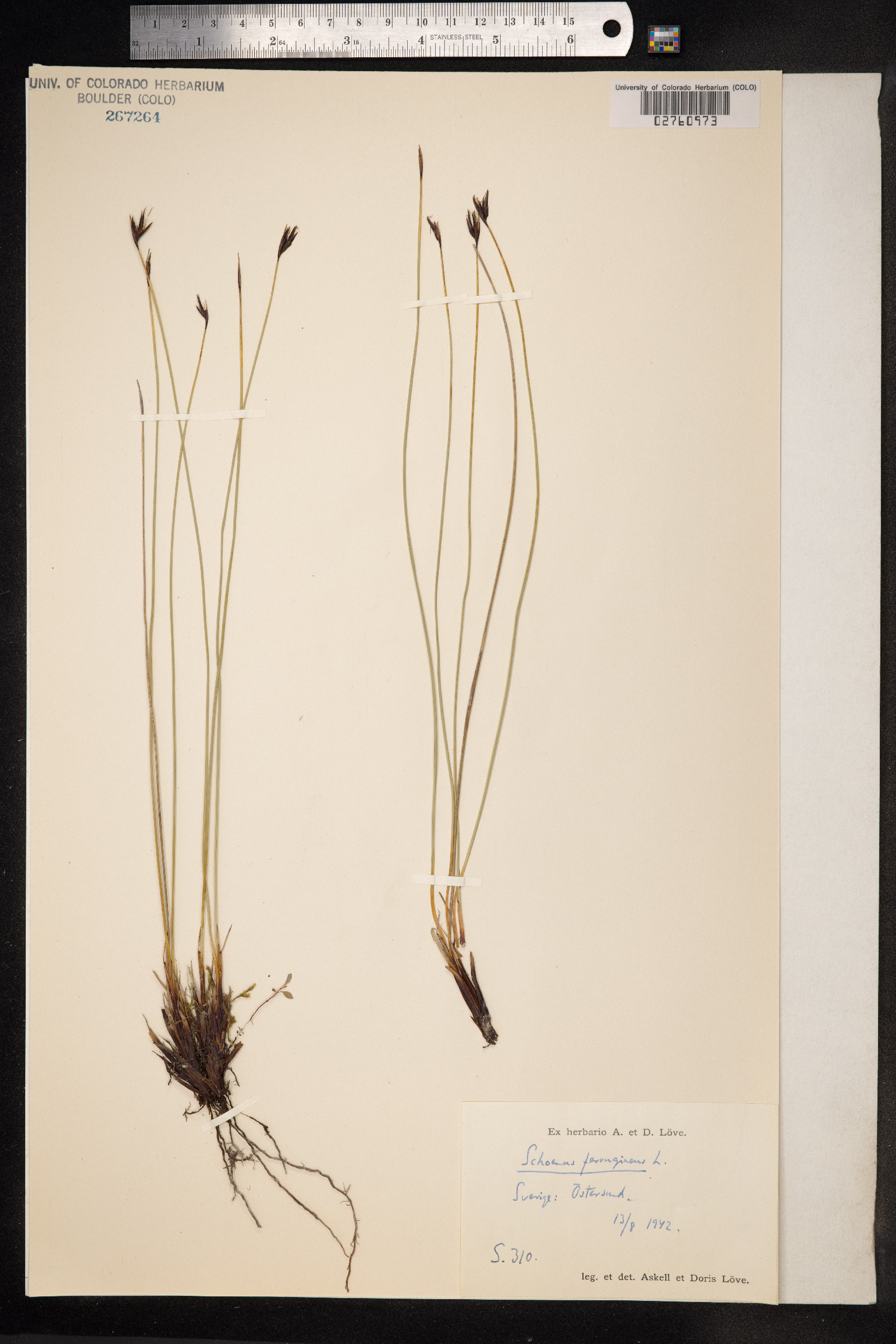 Schoenus ferrugineus image