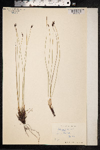 Schoenus ferrugineus image