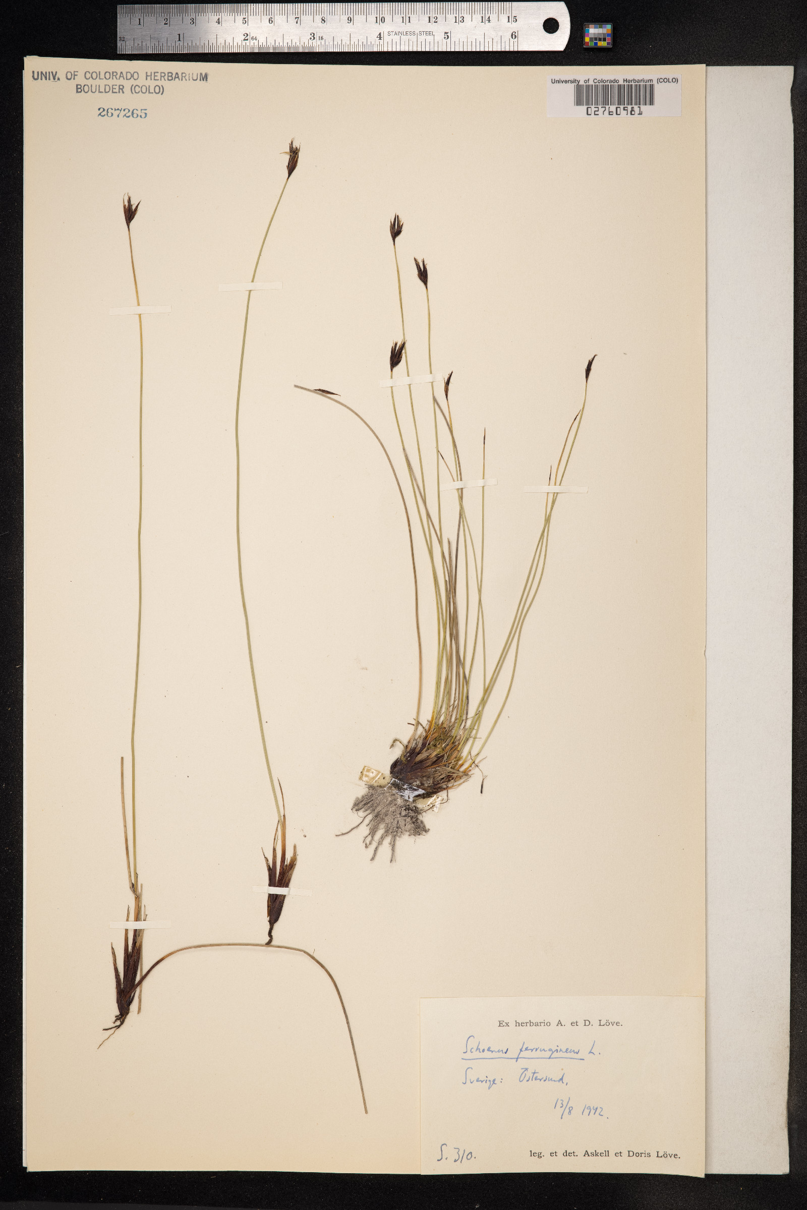 Schoenus ferrugineus image