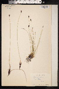 Schoenus ferrugineus image