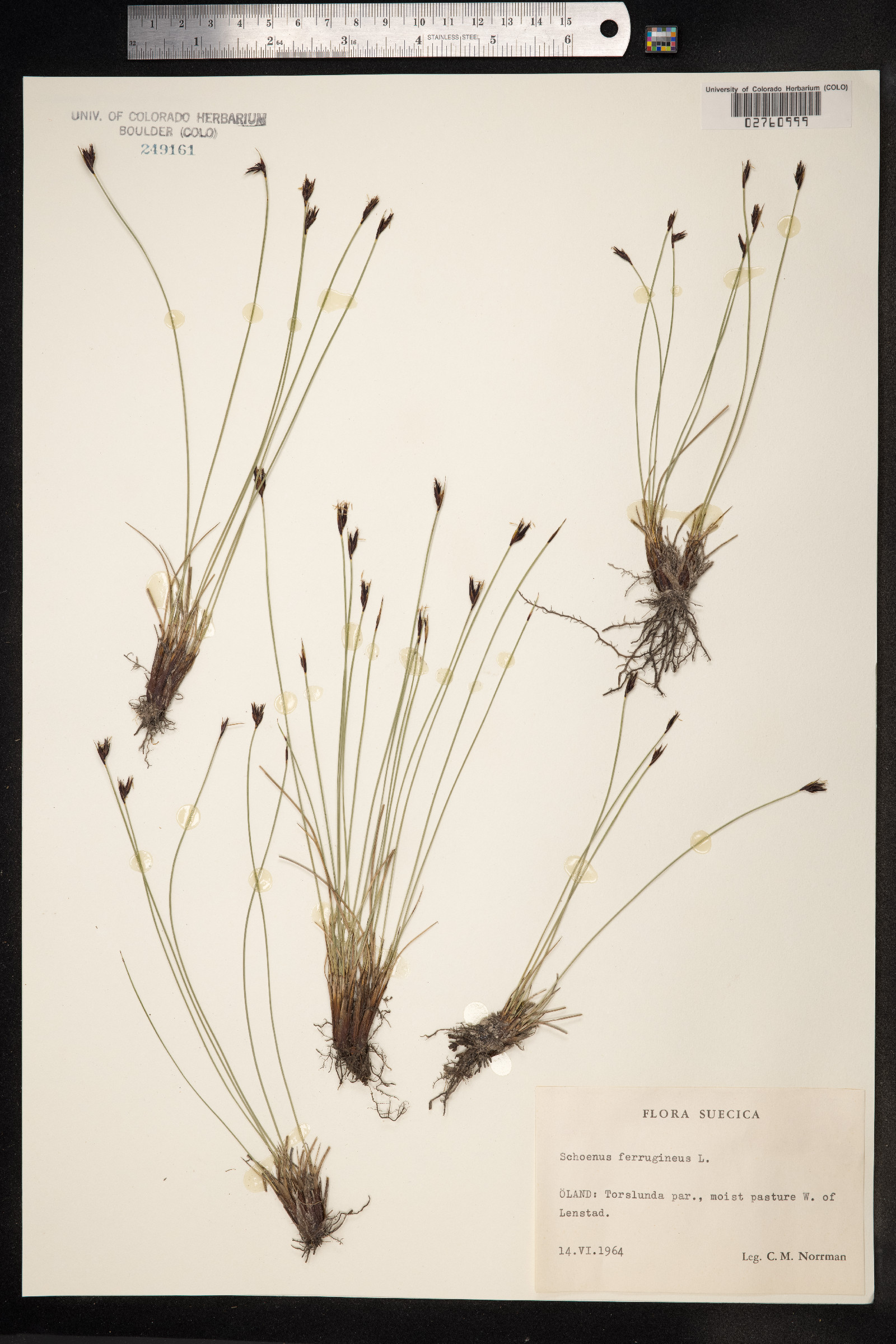 Schoenus ferrugineus image