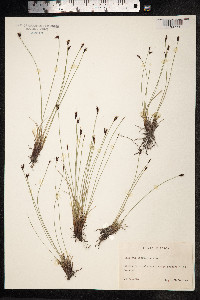 Schoenus ferrugineus image