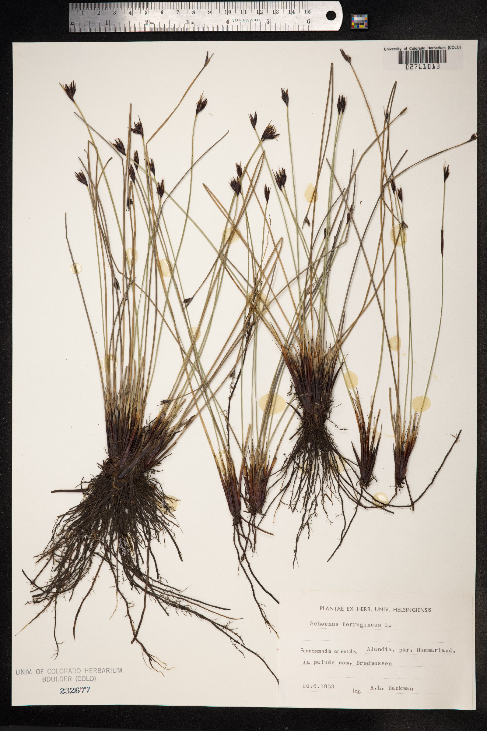 Schoenus ferrugineus image