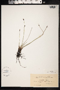 Schoenus ferrugineus image