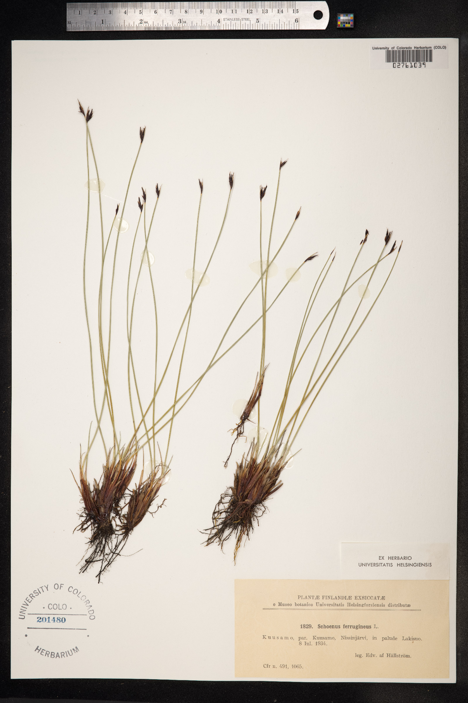 Schoenus ferrugineus image