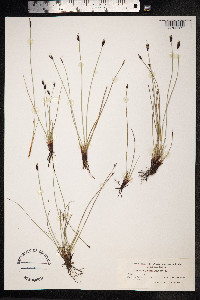 Schoenus ferrugineus image
