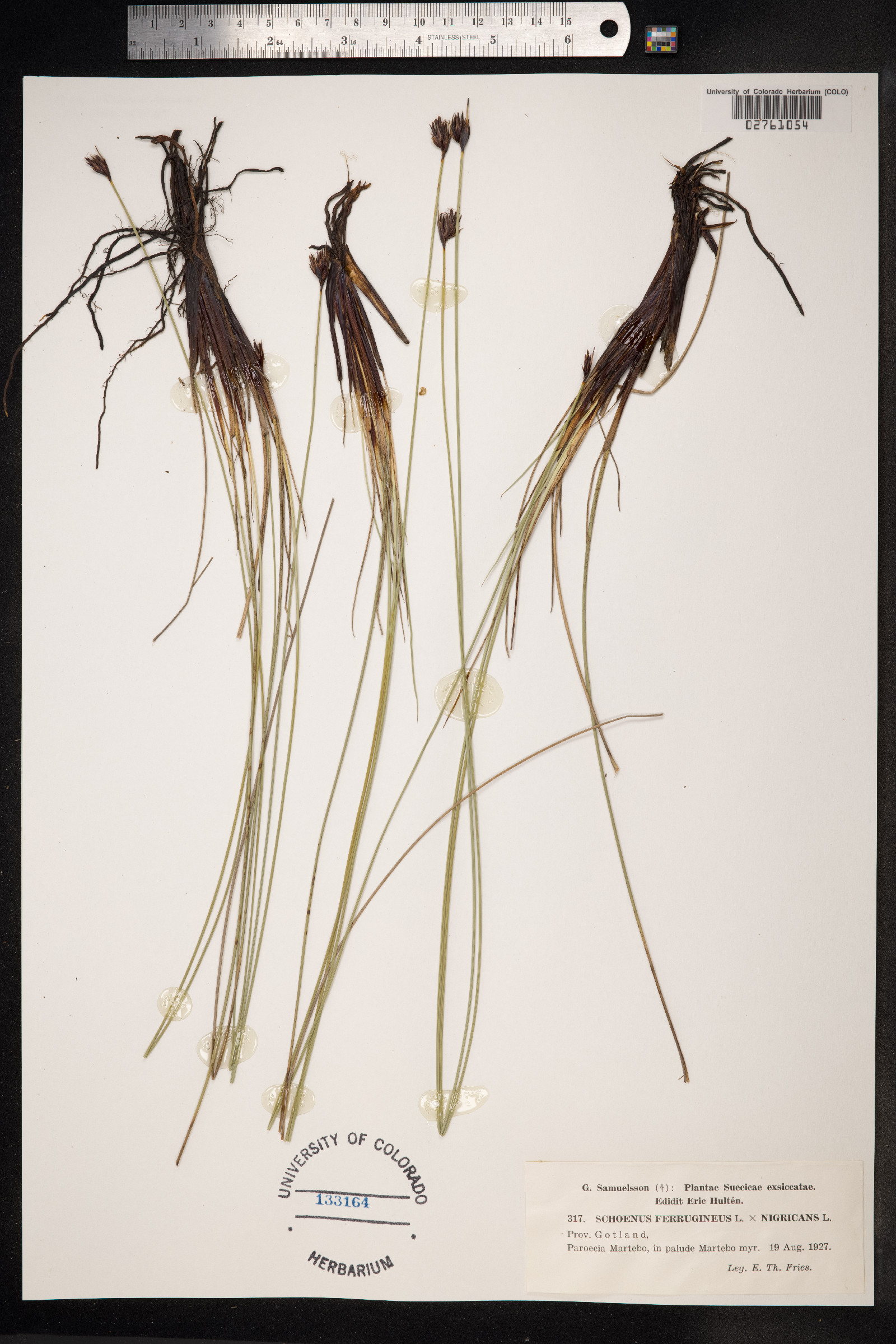 Schoenus ferrugineus image