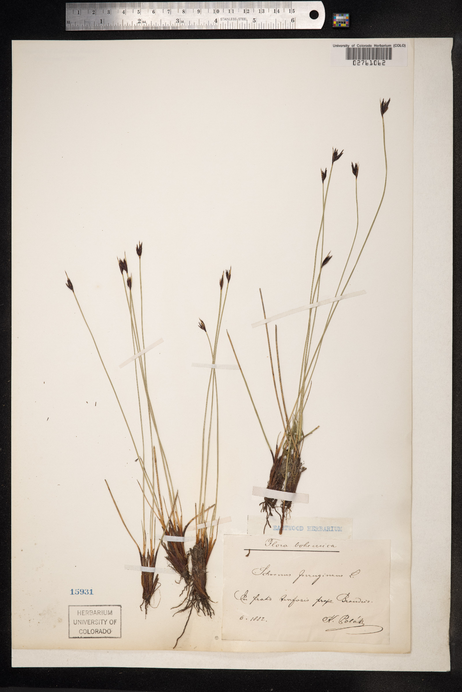 Schoenus ferrugineus image