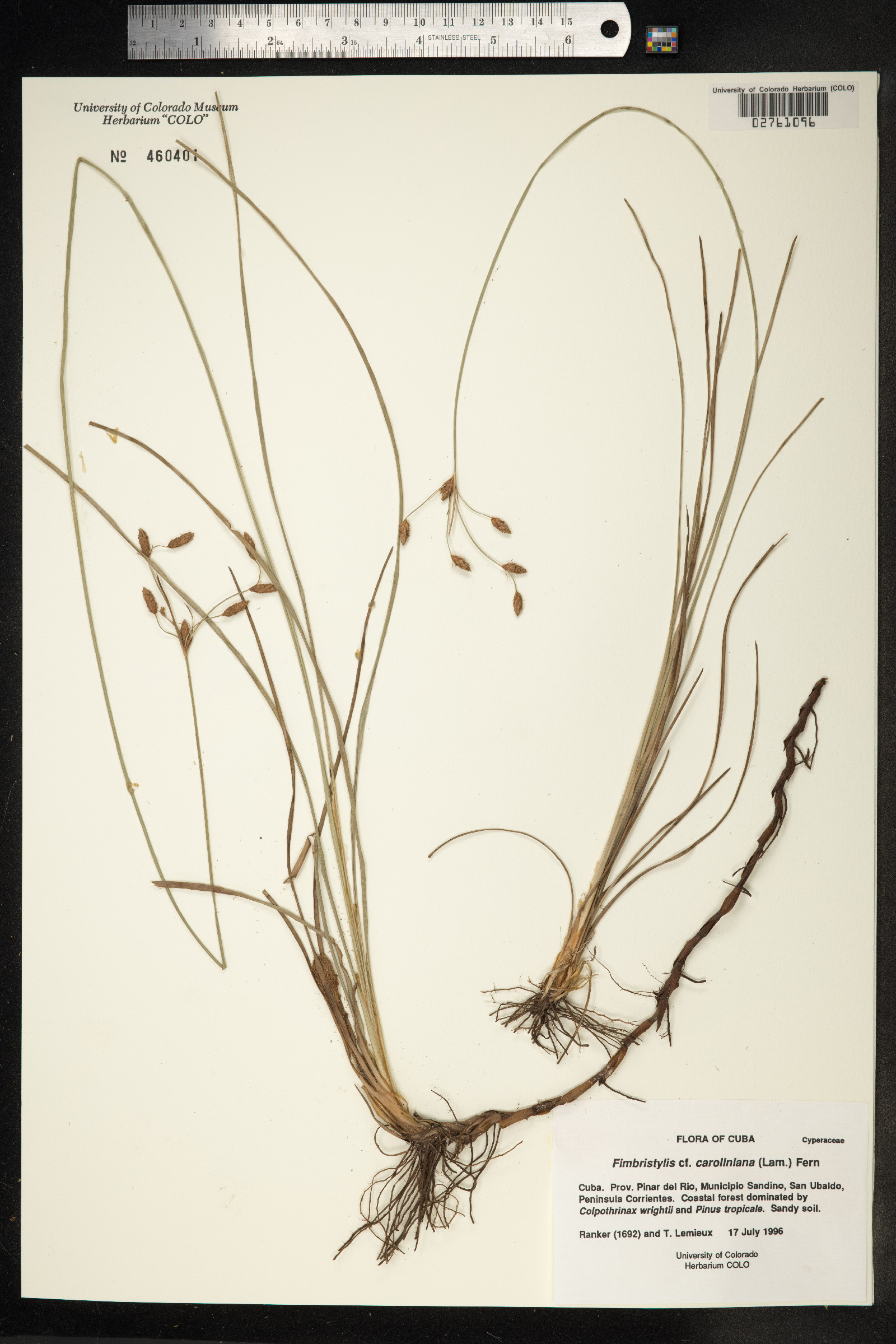 Fimbristylis caroliniana image