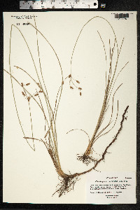 Fimbristylis caroliniana image