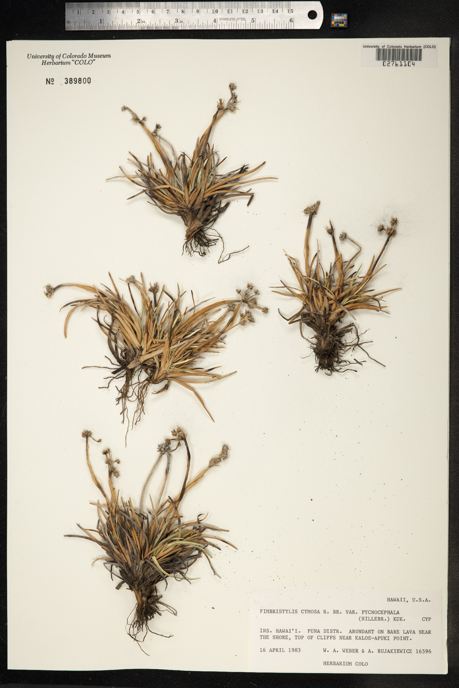 Fimbristylis cymosa image